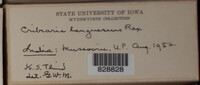 Image Associated With the Occurence